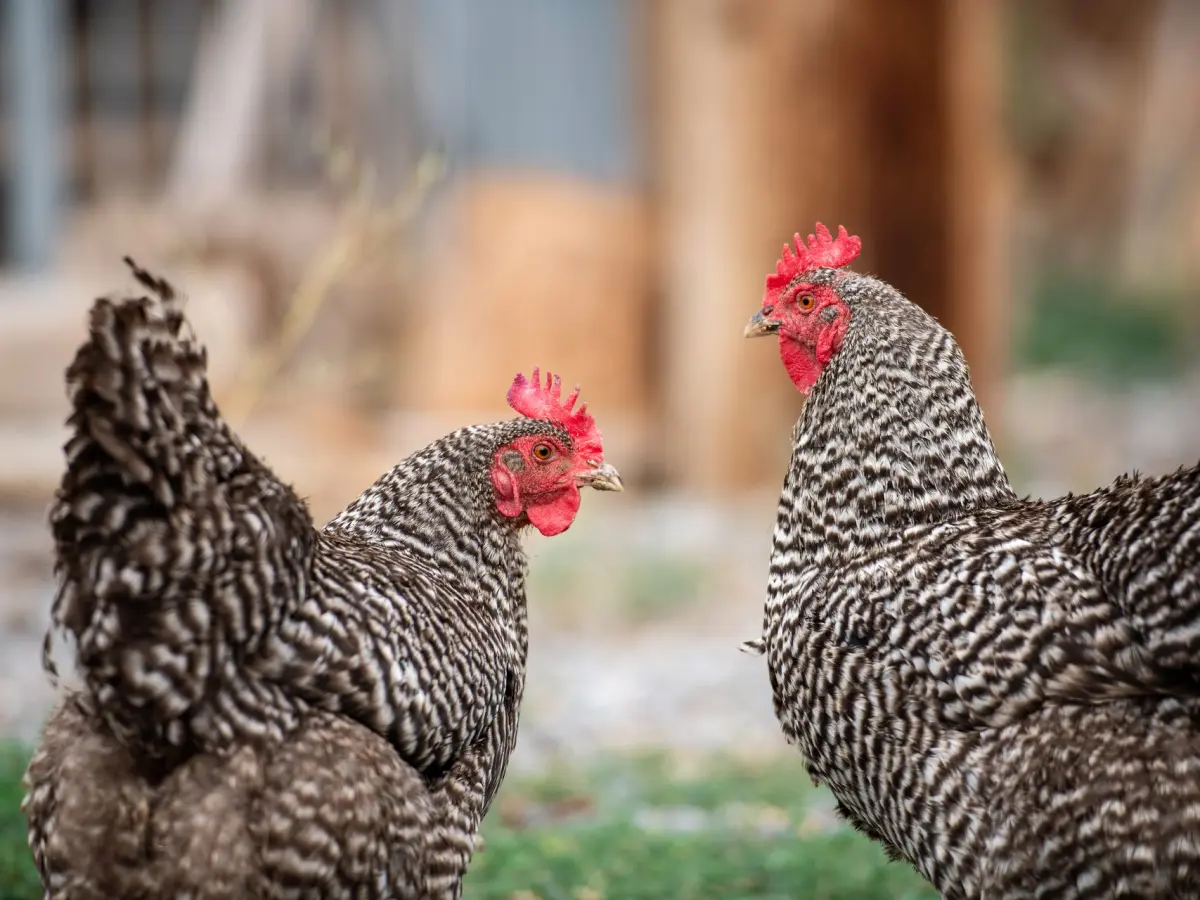 Two barred rock hens in the chicken yard at Vintage Lily Farms