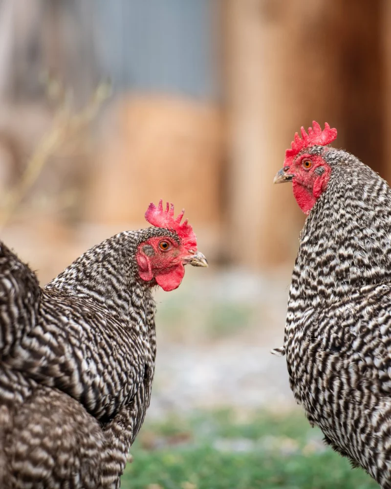 Two barred rock hens in the chicken yard at Vintage Lily Farms