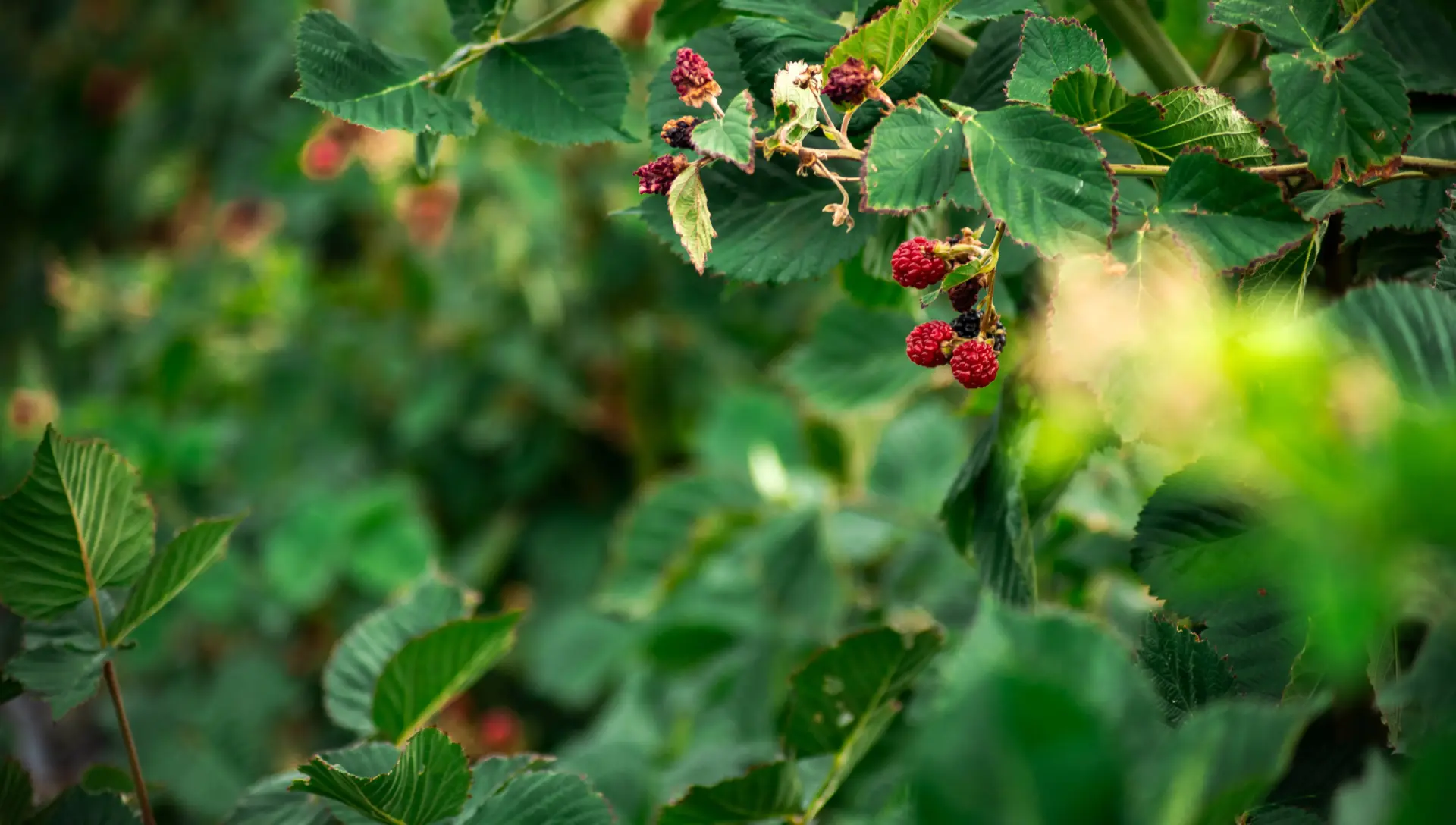 Green berry brambles with a few ripening berries in soft light at Vintage Lily Farms
