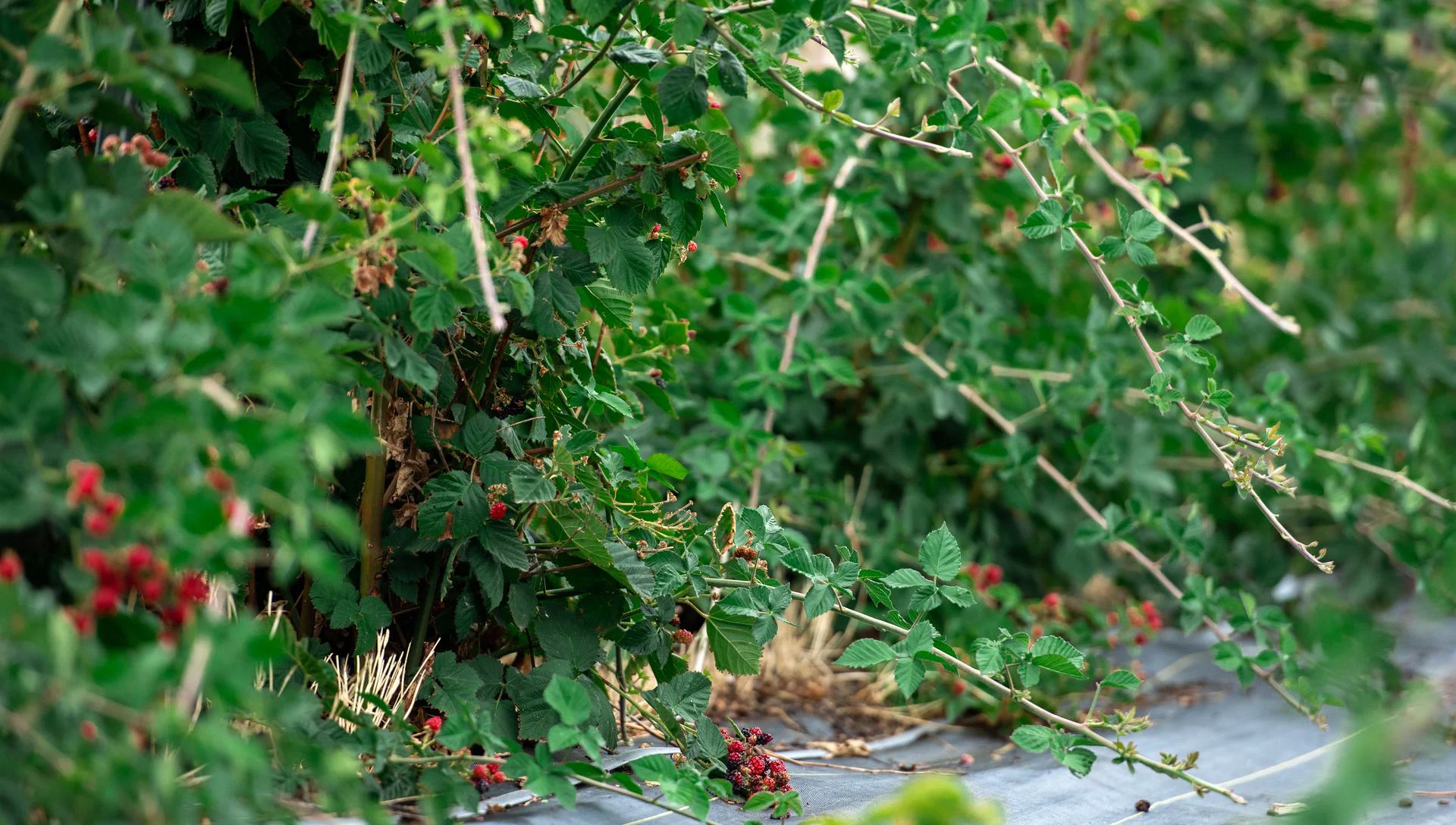 Rows of berry brambles heavy with fruit in the U-Pick field