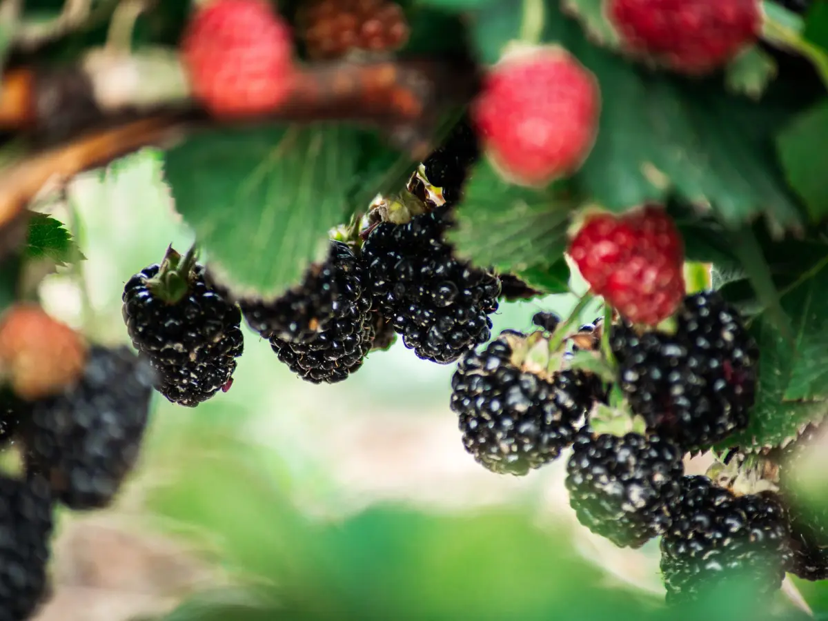 Ripe blackberries hanging on the cane in the U-Pick field