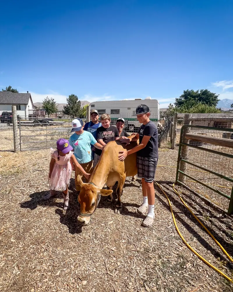 Campers gathered round to pet a tan calf in the pen
