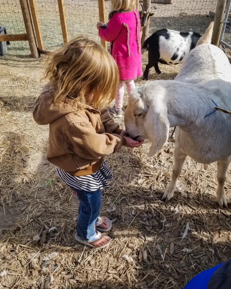 A little girl in a brown jacket feeding a goat from her hand