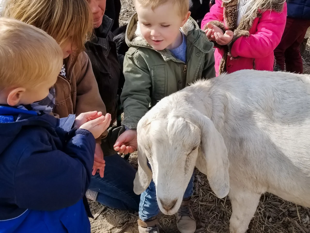 Young campers holding out handfuls of feed to a white goat
