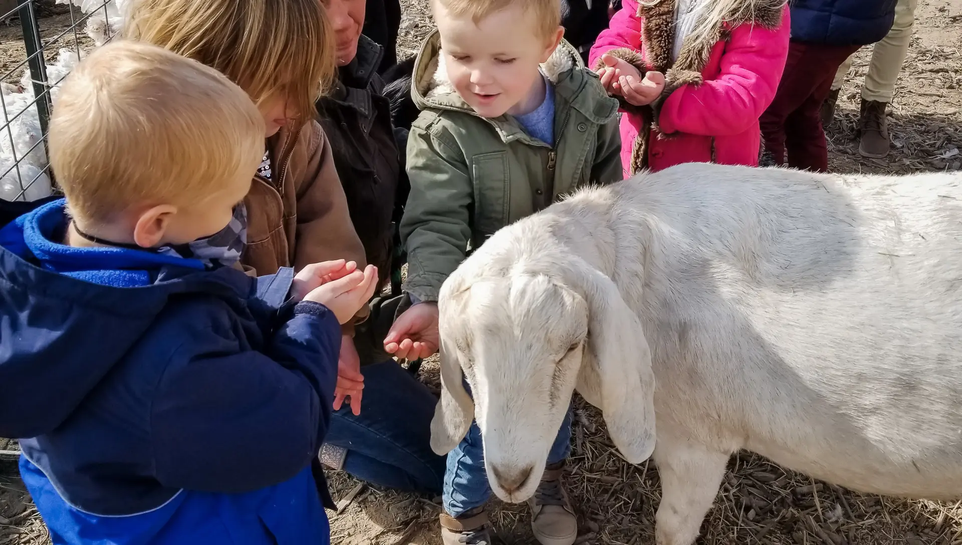 Young campers holding out handfuls of feed to a white goat