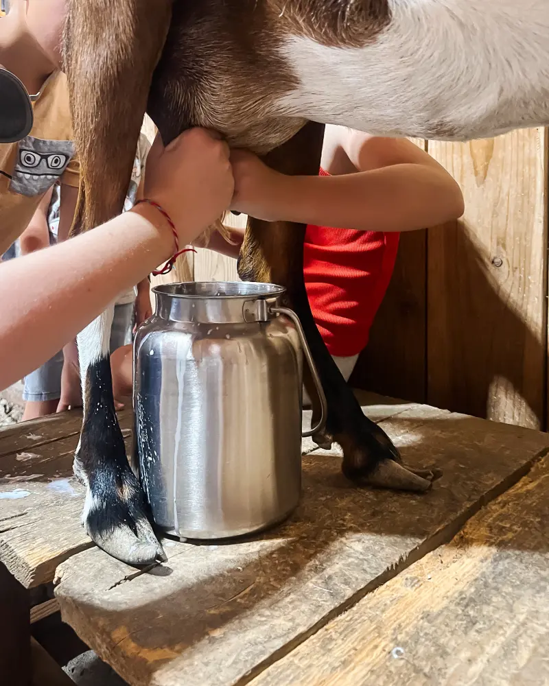 Milk streaming into a steel pail as a camper milks a goat
