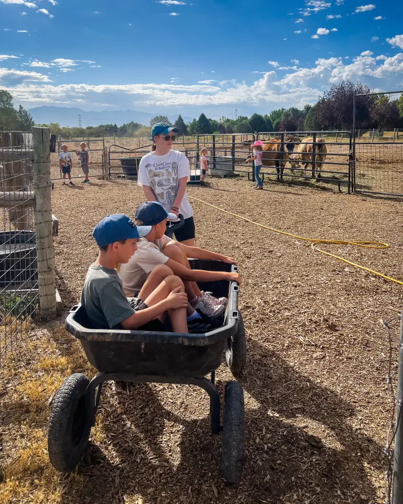 Two boys riding in a wheelbarrow across the farmyard