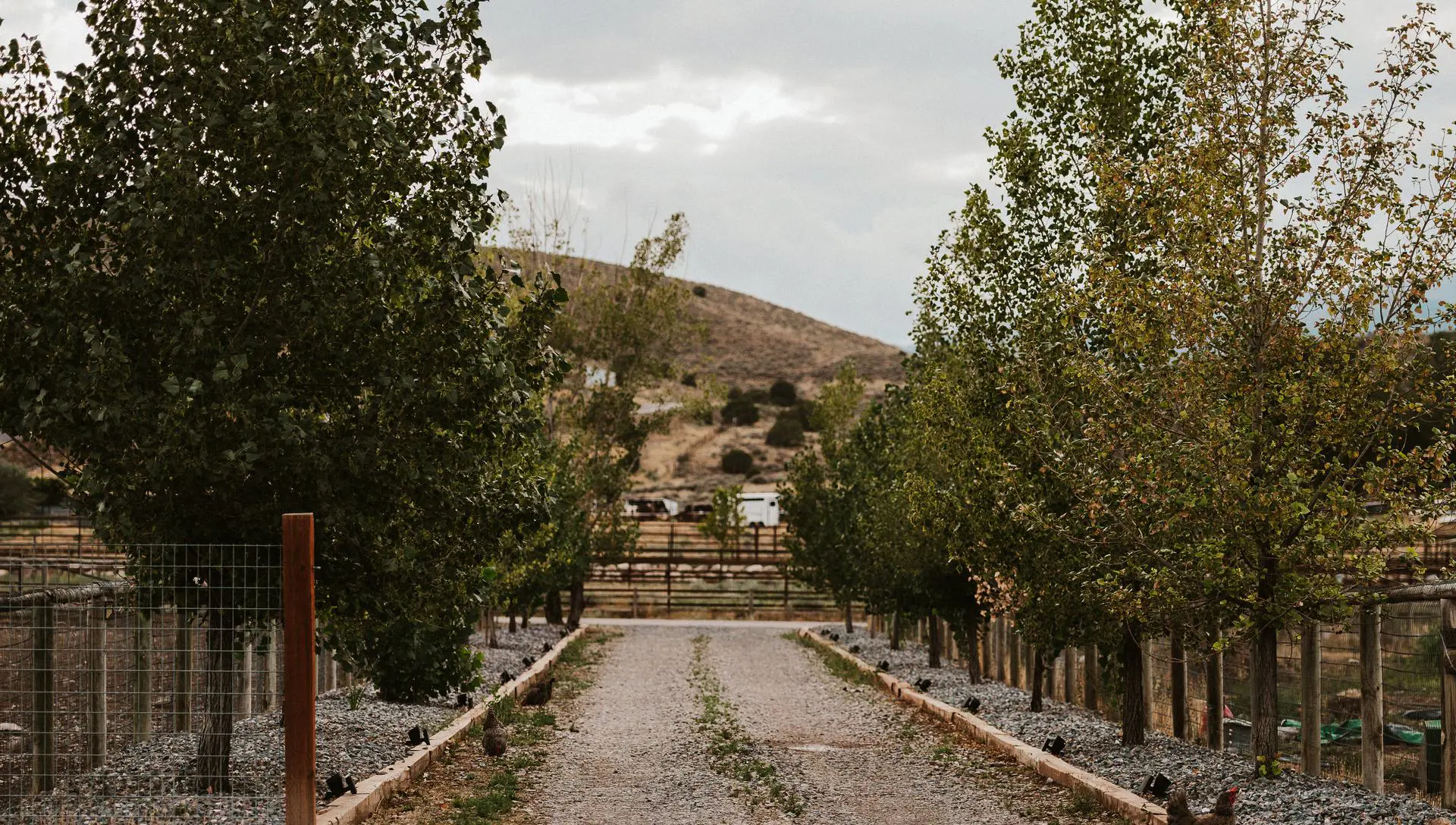 The tree-lined gravel lane leading into Vintage Lily Farms with the Utah mountains beyond