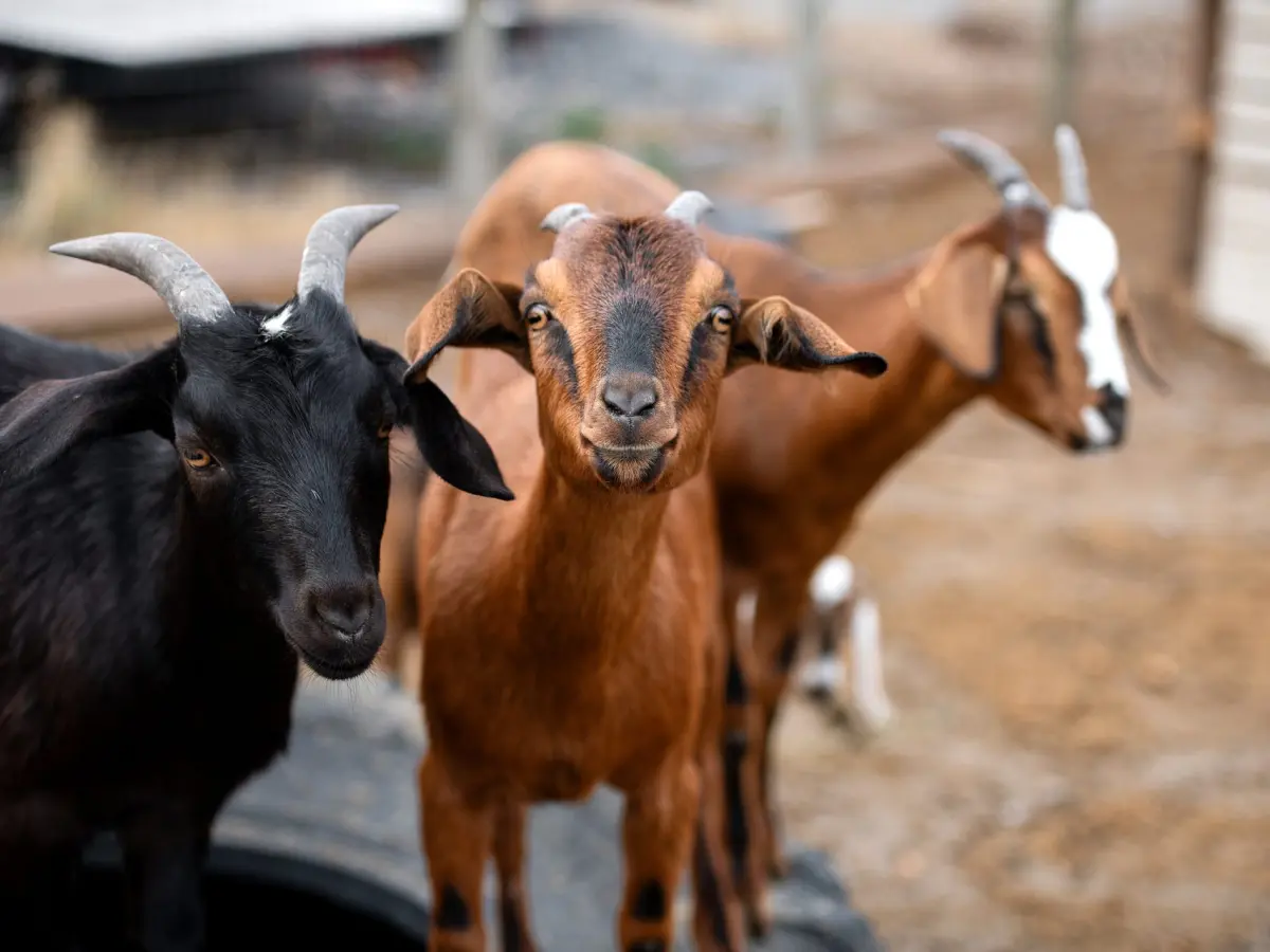 Three goats standing together and looking at the camera