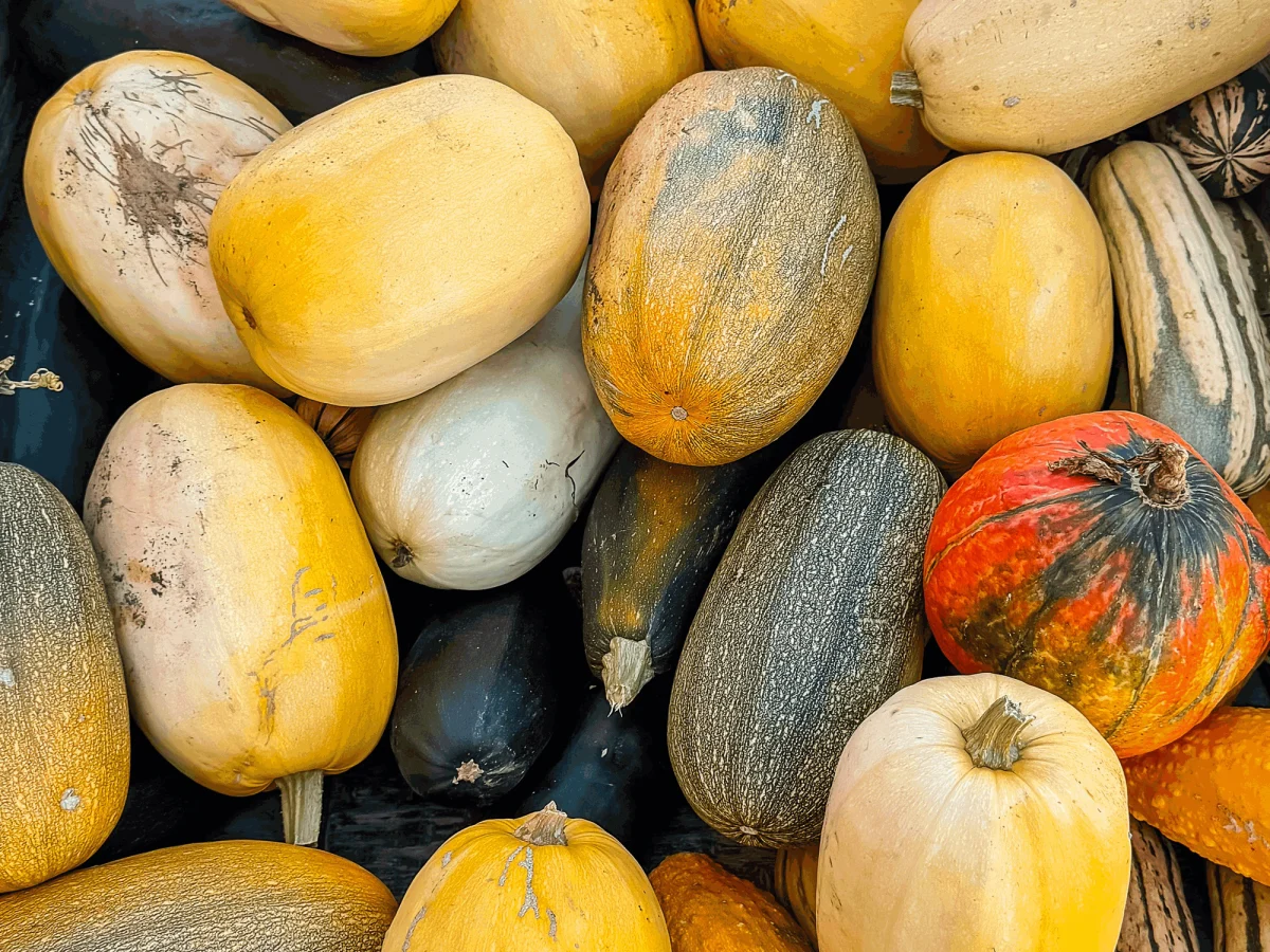 A pile of heirloom winter squash in yellow, green and orange