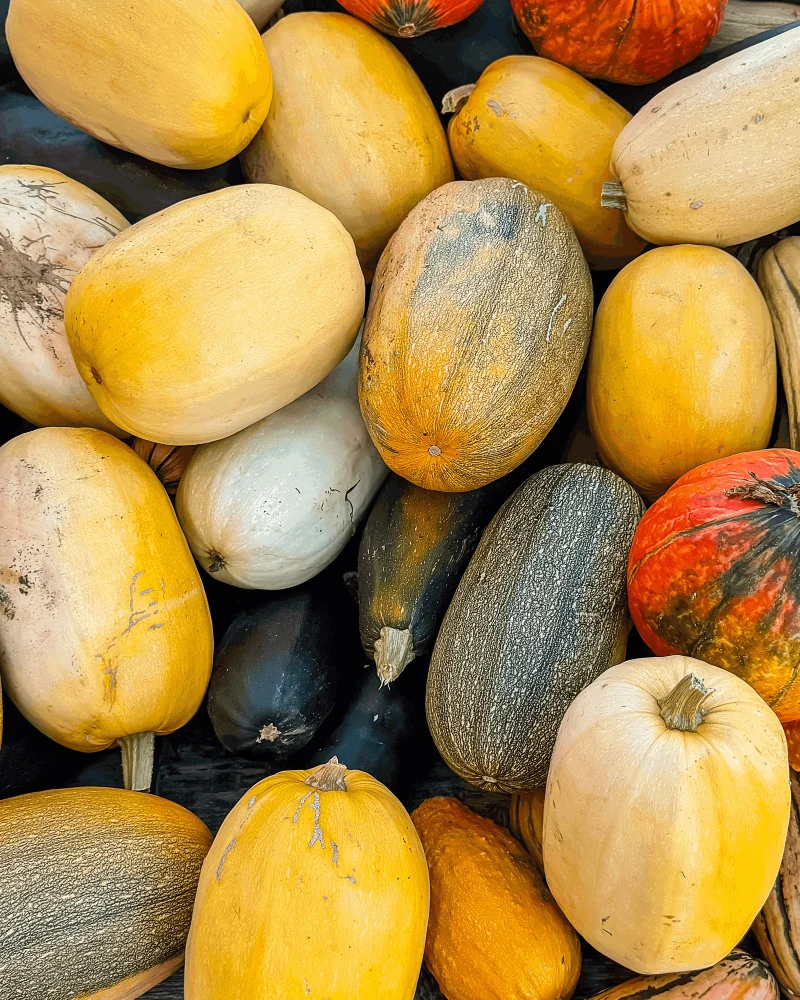 A pile of heirloom winter squash in yellow, green and orange