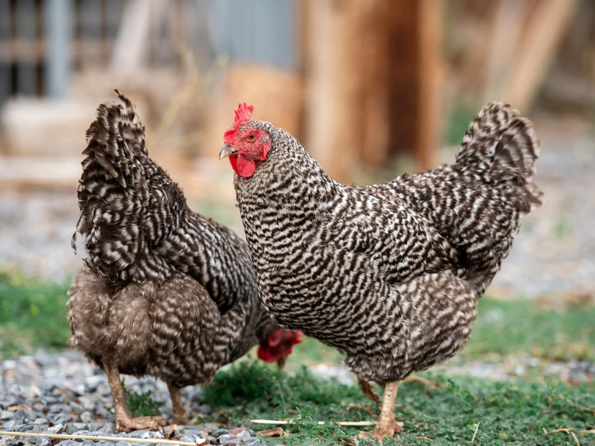 Two barred rock hens roaming the yard at Vintage Lily Farms