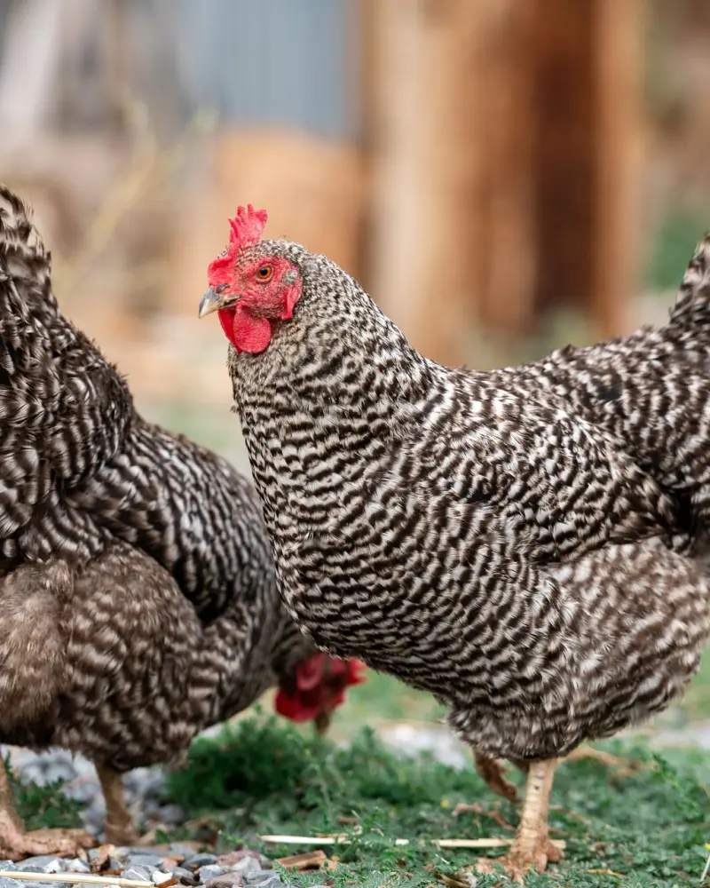 Two barred rock hens roaming the yard at Vintage Lily Farms
