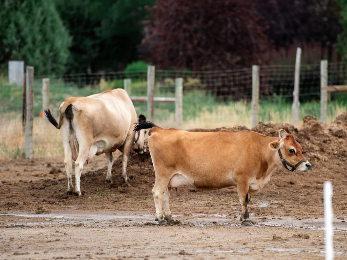 Jersey cows in the pasture at Vintage Lily Farms