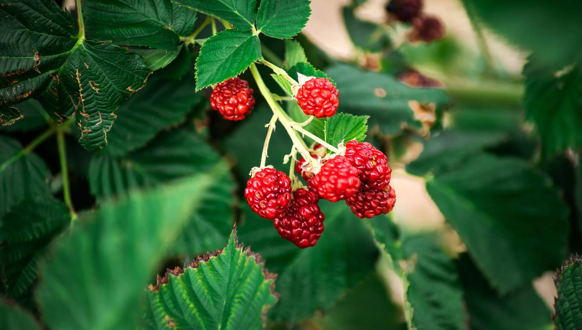 A cluster of ripe red raspberries on the vine