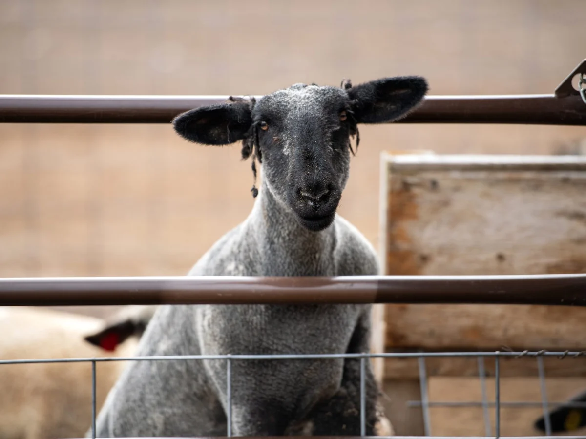A sheep looking out through the gate at Vintage Lily Farms