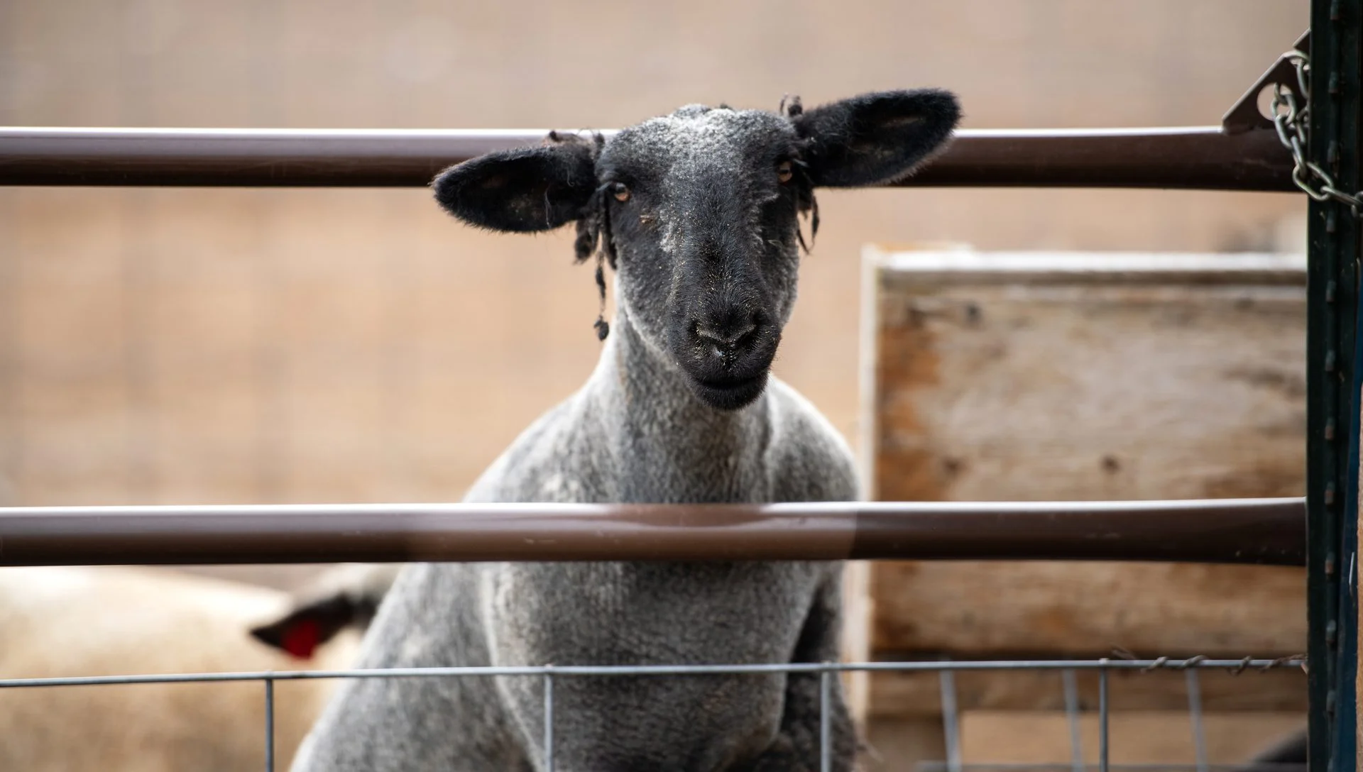 Sheep at the gate in their winter coats