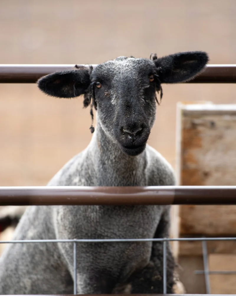 A sheep looking out through the gate at Vintage Lily Farms