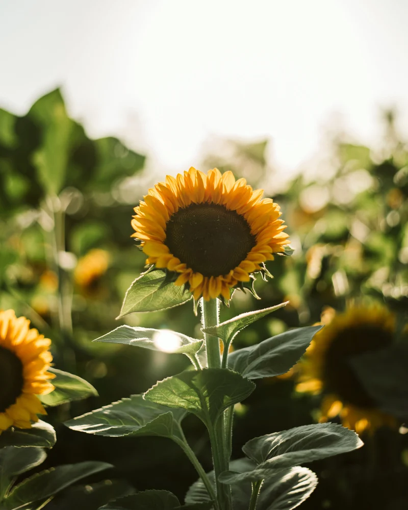 A sunflower in full bloom, backlit by low sun in the Vintage Lily Farms field