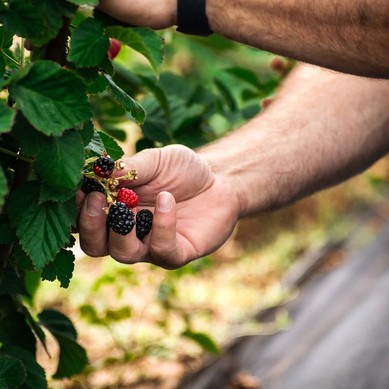 A hand picking ripe blackberries from the bramble